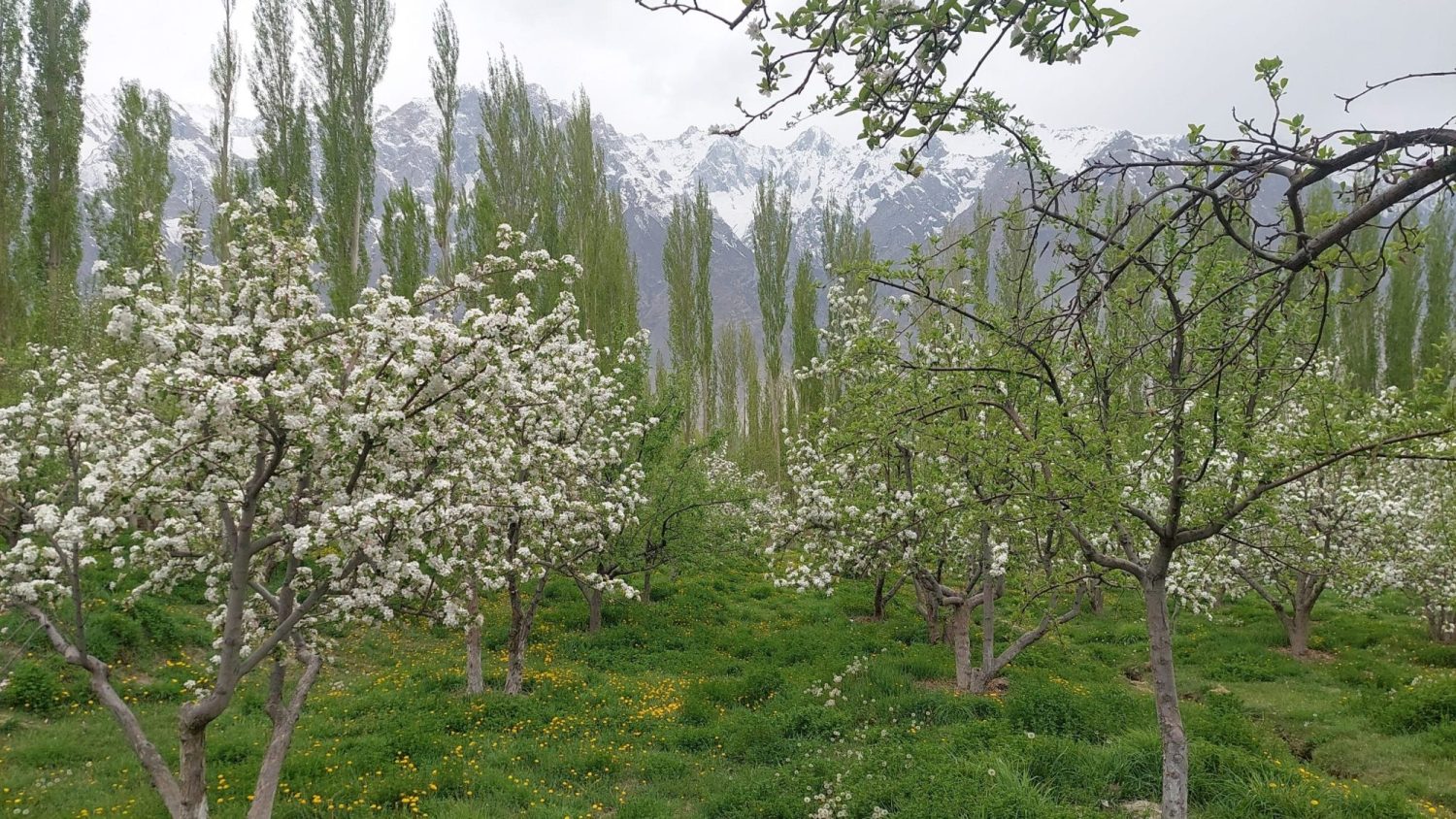 Apple Blossoms, Eucalyptus and the Karakorum